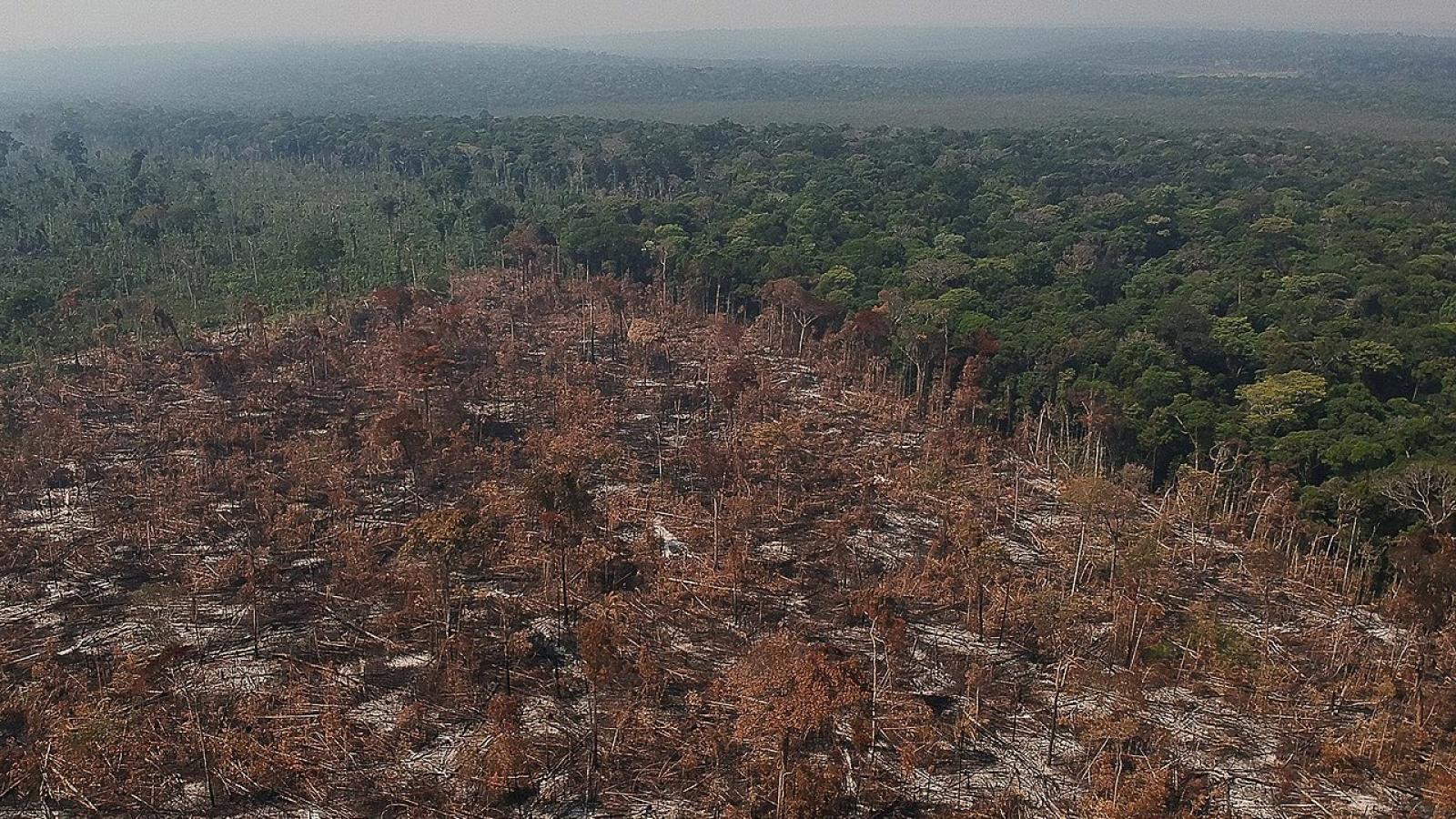 Oui, l’Amazonie pourrait devenir une savane
