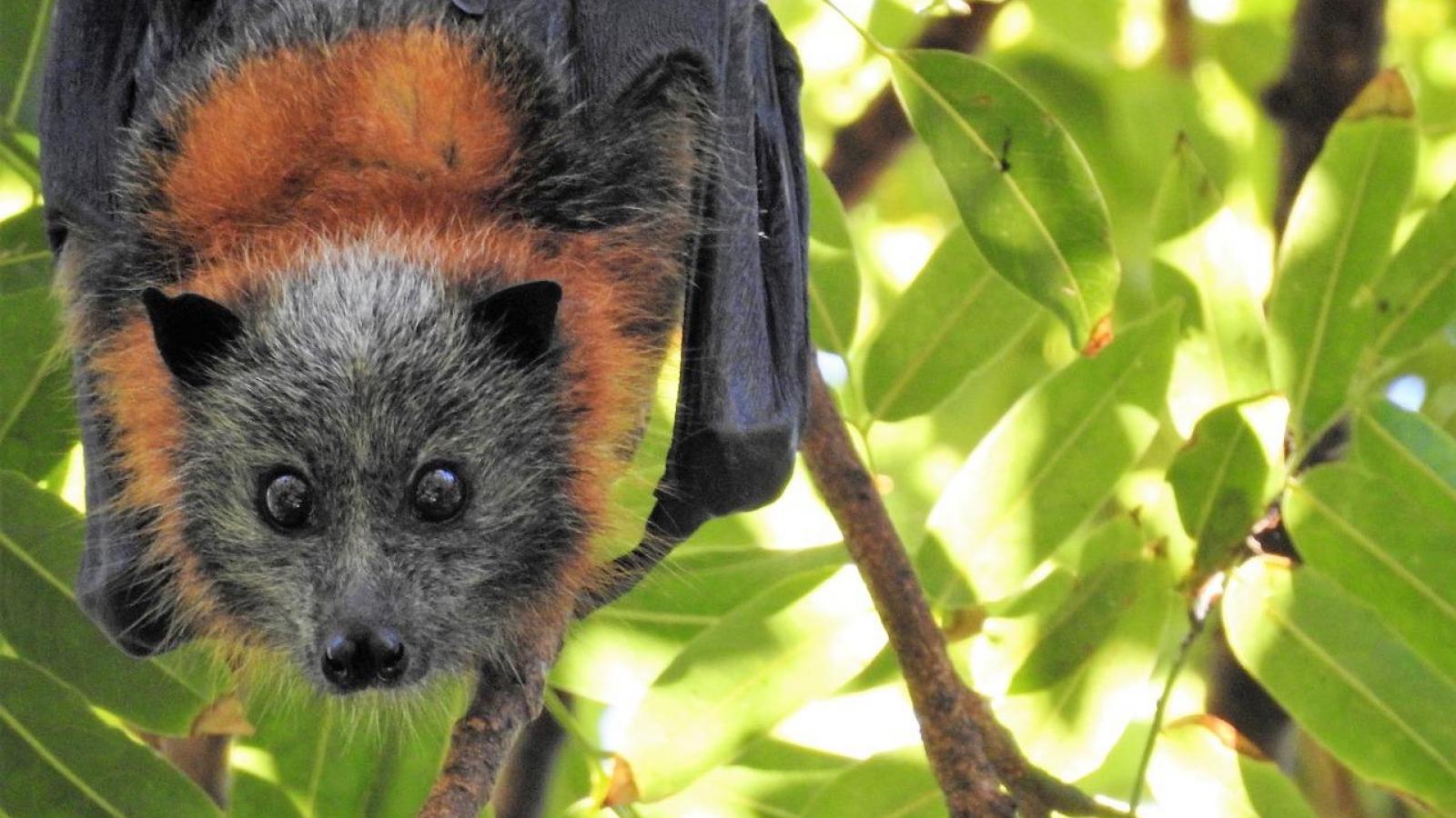 La planète des pandémies