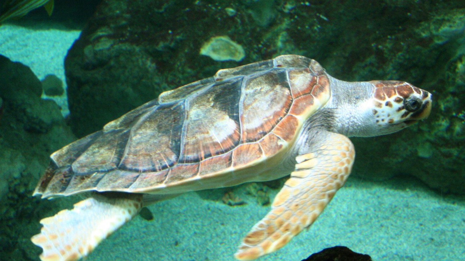 Extinction: le tour des reptiles
