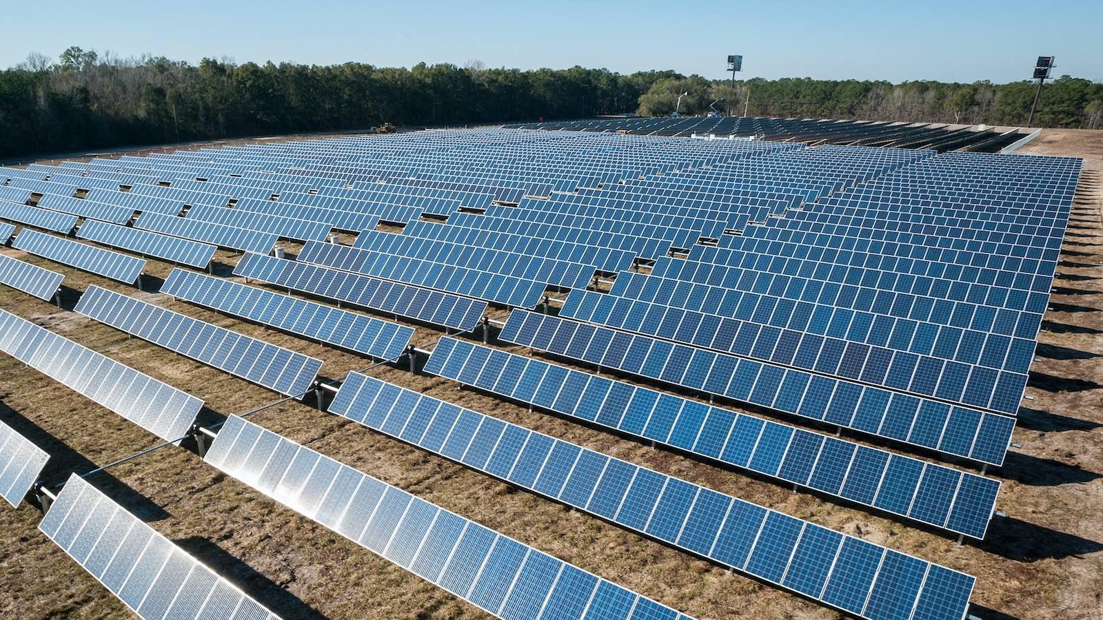 Insolite: les tomates améliorent l'efficacité des panneaux solaires