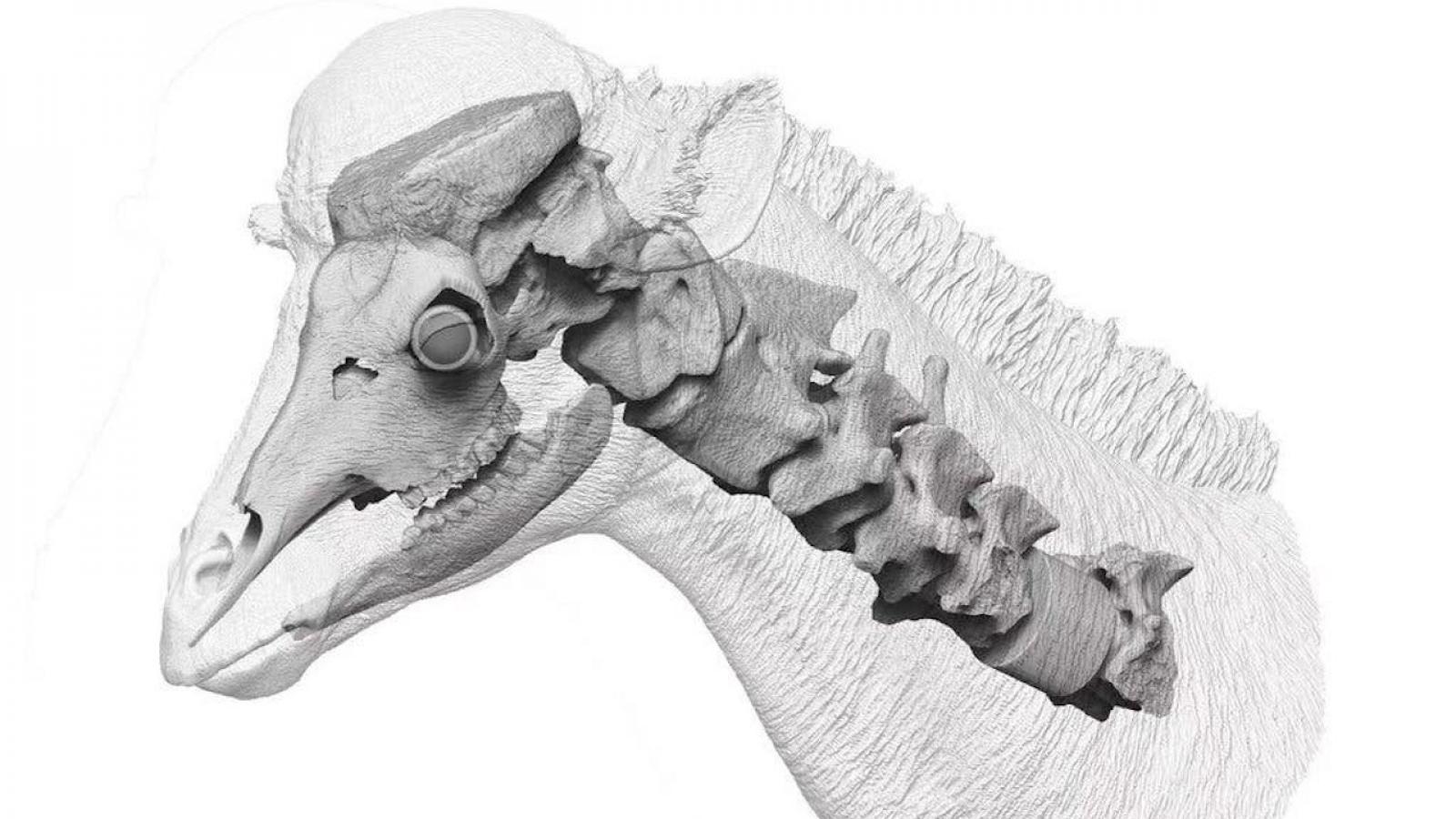 Une autre explication pour le cou de la girafe
