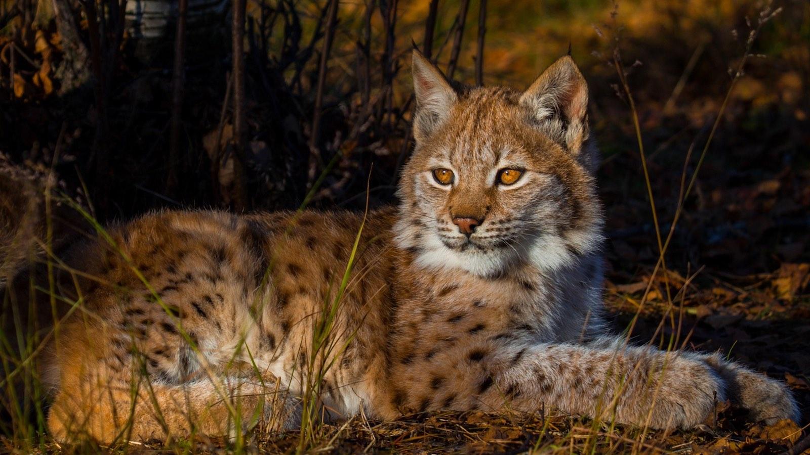 Les lynx ont de bons yeux ? Faux