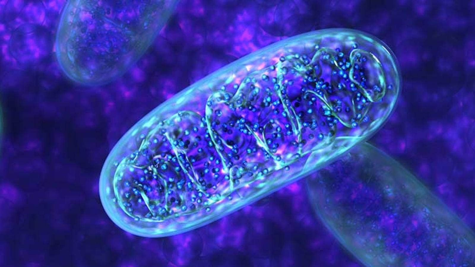 Mitochondrie: les origines d’un moment-clef de l’évolution