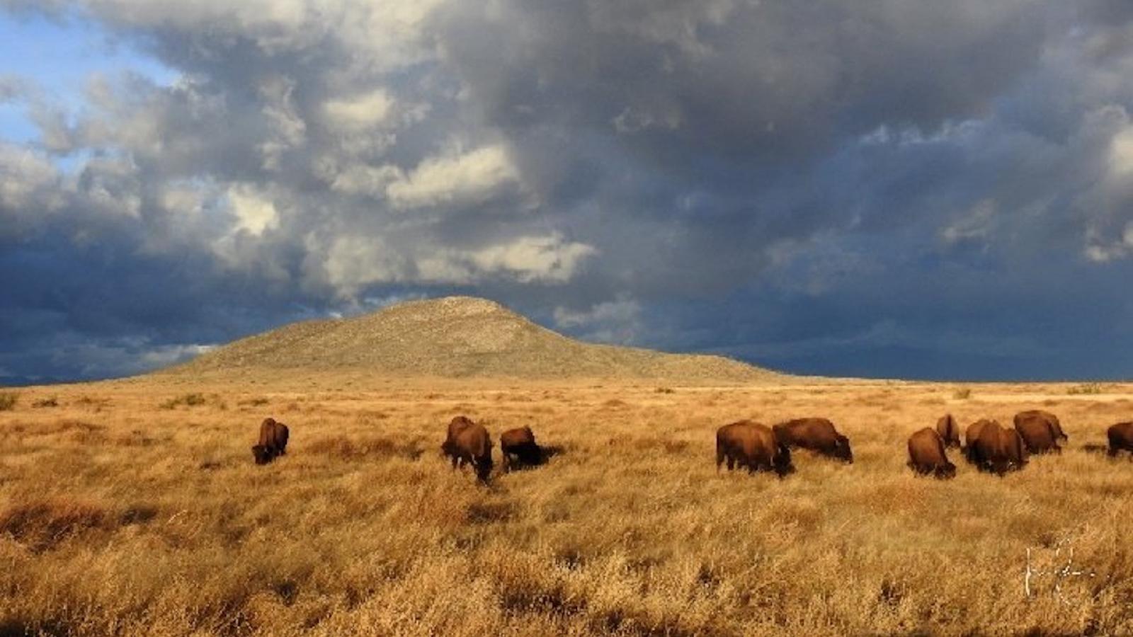 Les grands mammifères au secours de la biodiversité