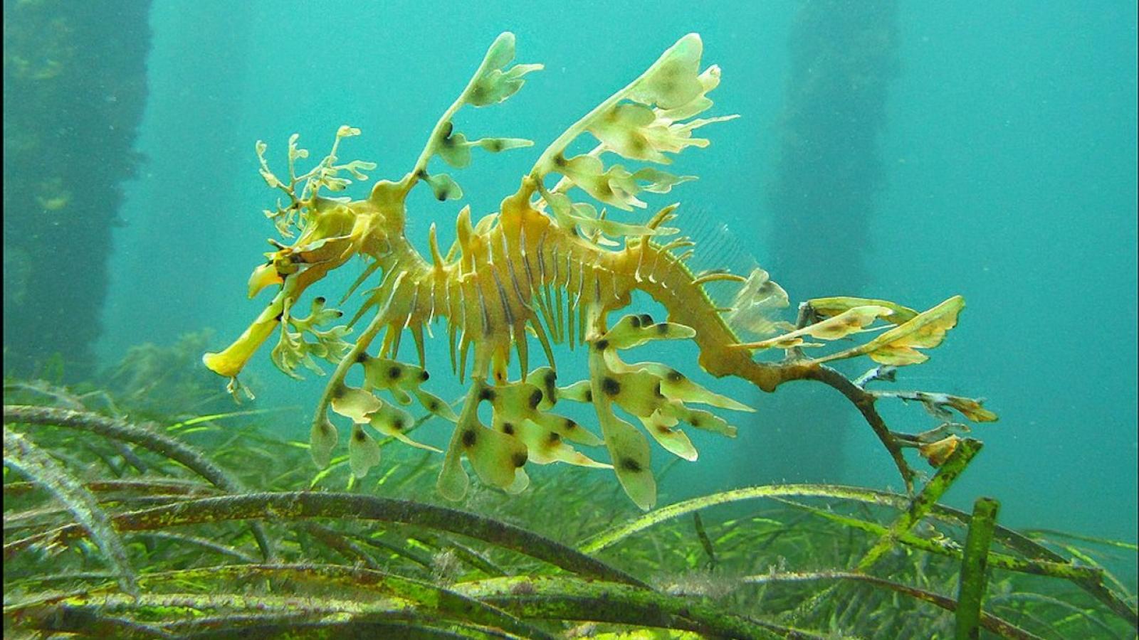 L’étrange évolution génétique du dragon de mer