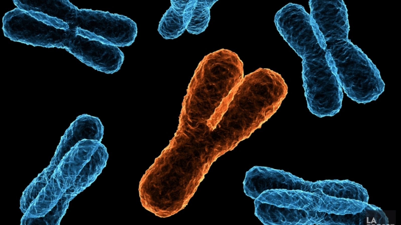 Infertilité masculine: le chromosome X sous la loupe