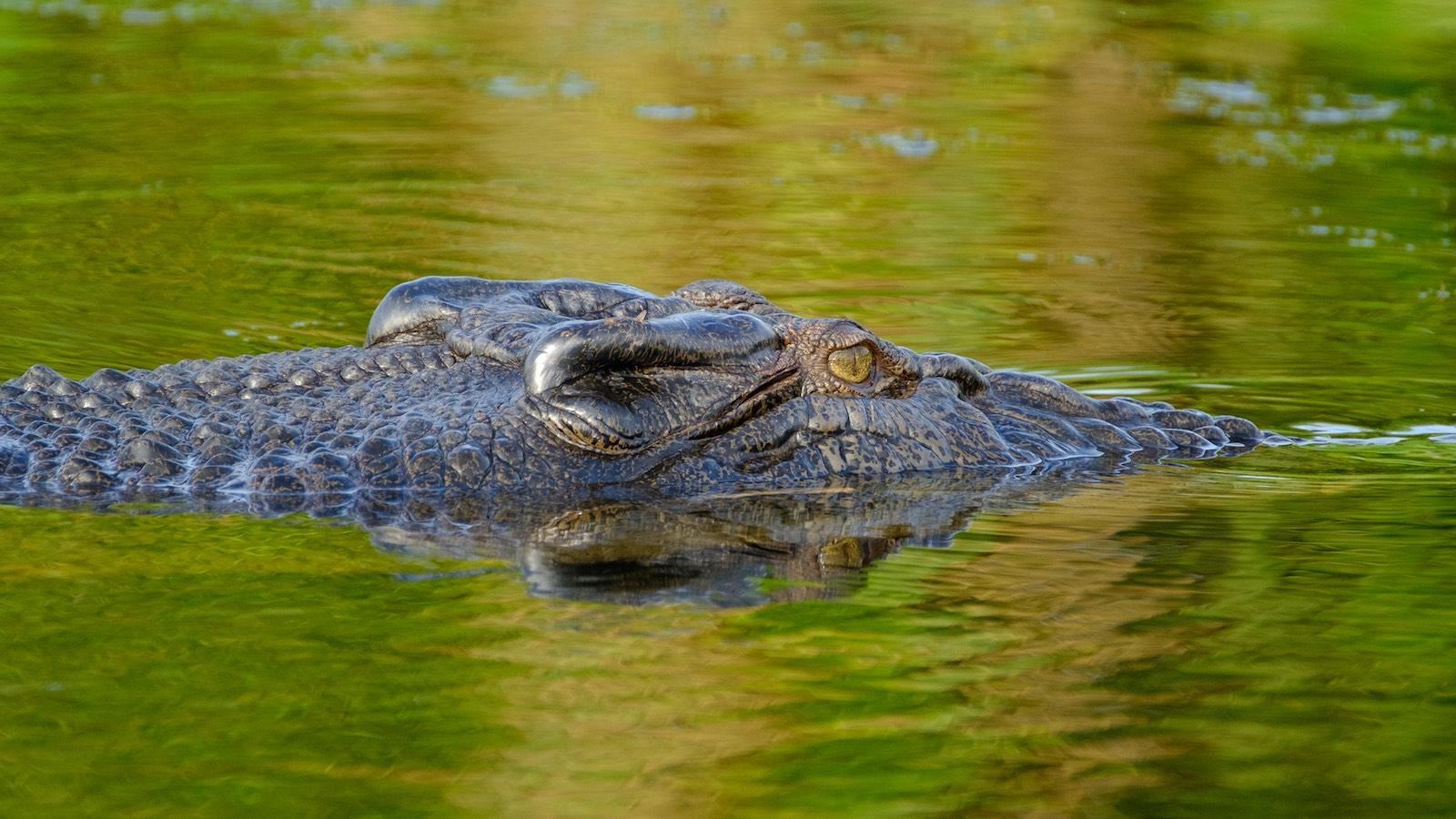 Les cochons sauvages qui sauvent les crocodiles