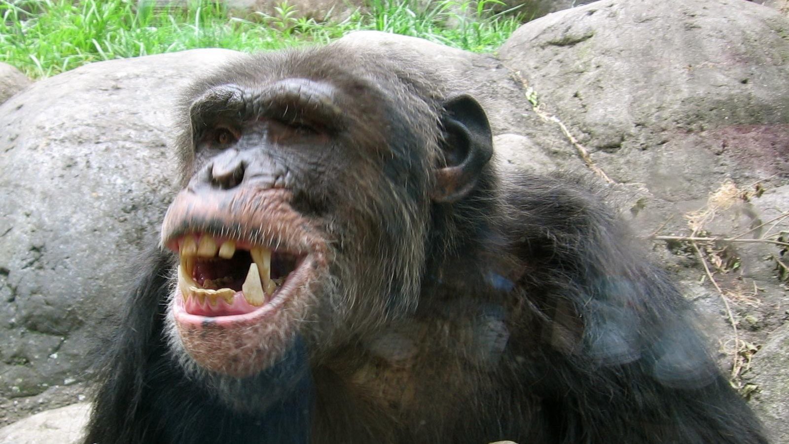 Coexistence pacifique entre chimpanzés et gorilles