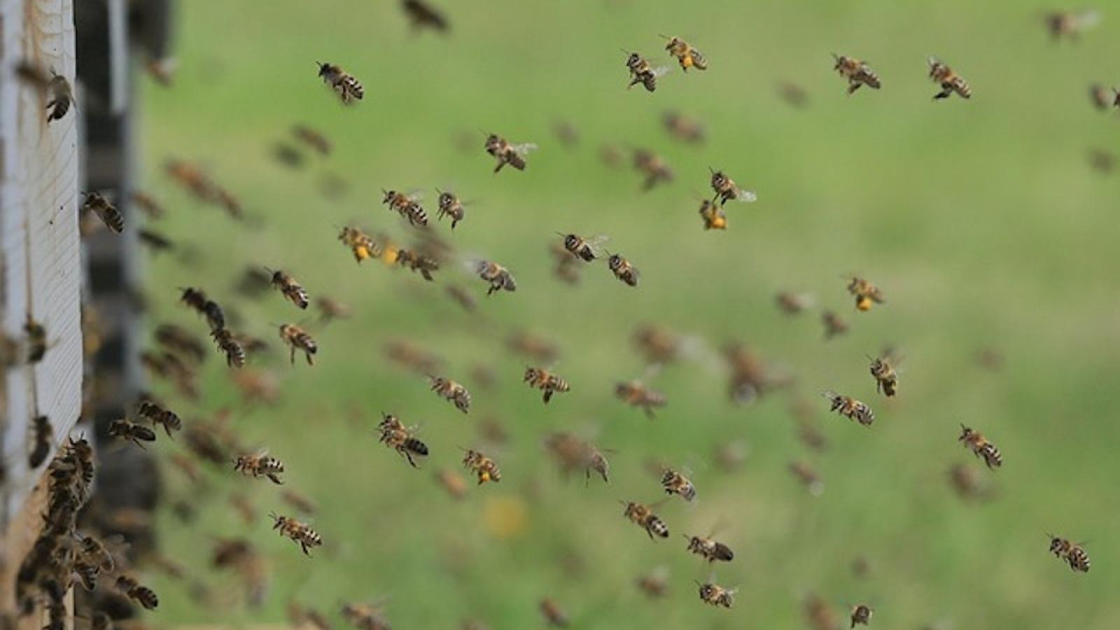 Les abeilles génèrent de l'électricité