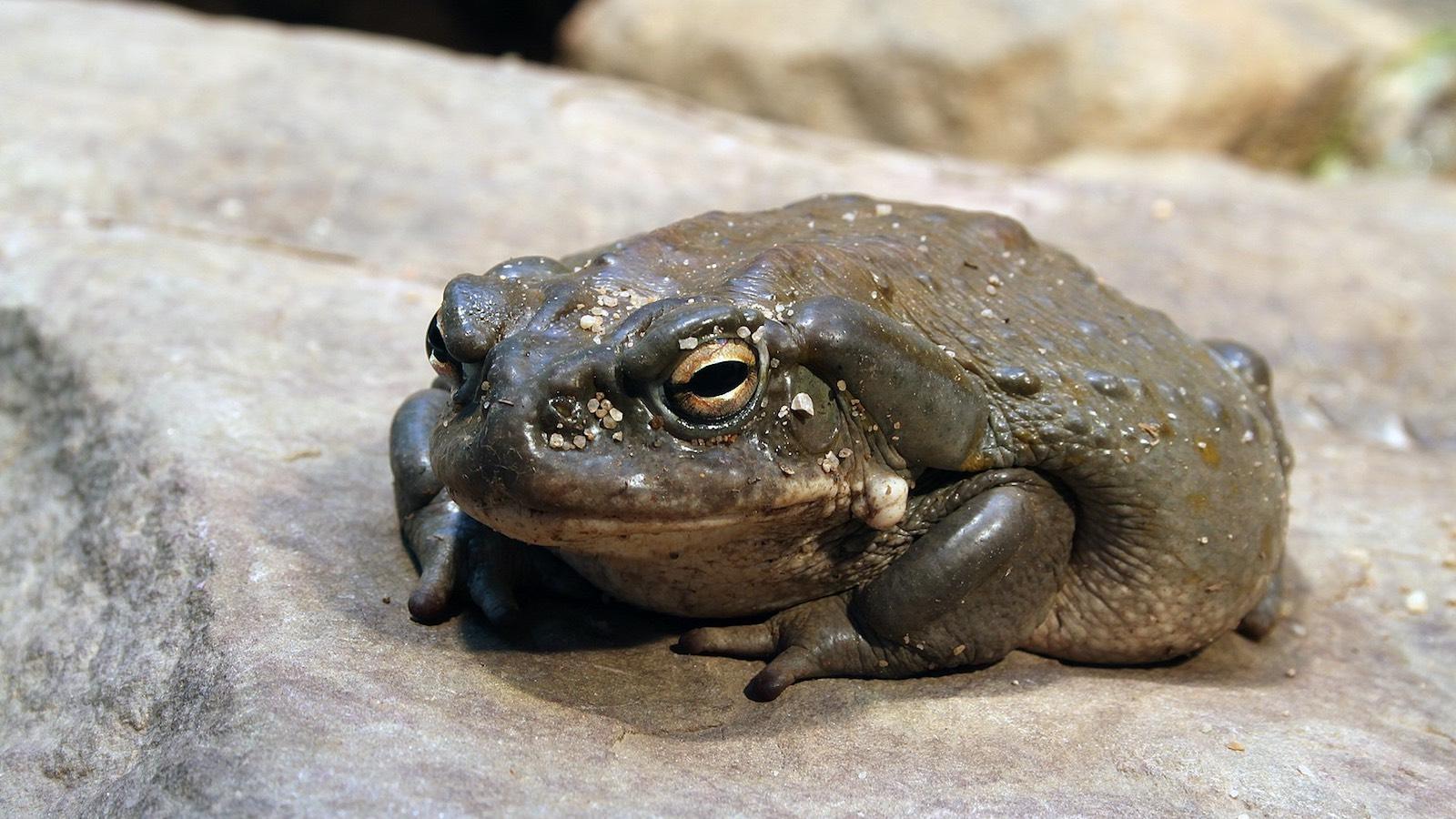 Veuillez ne pas lécher ce crapaud