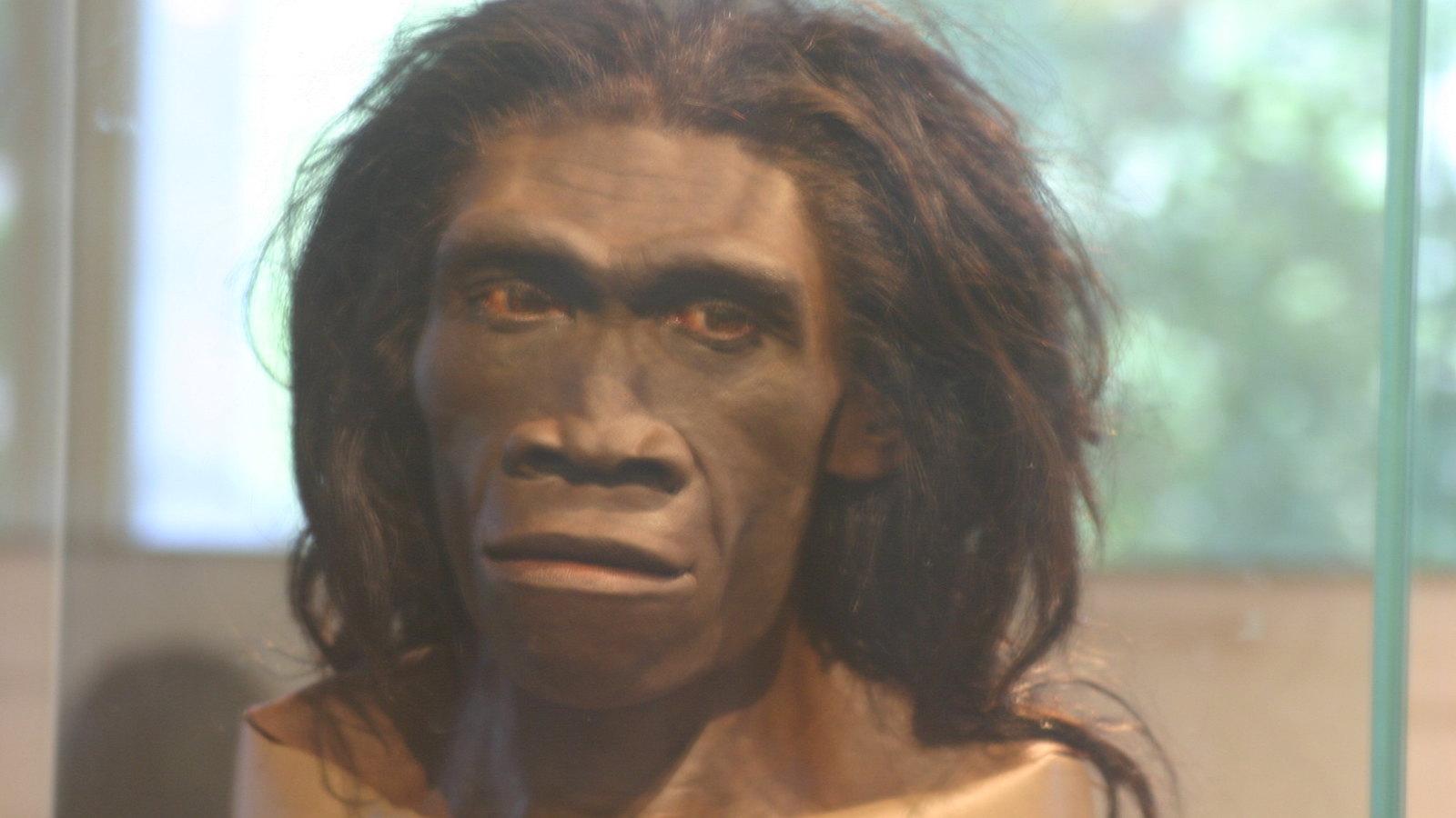 Un cuisinier de 780 000 ans