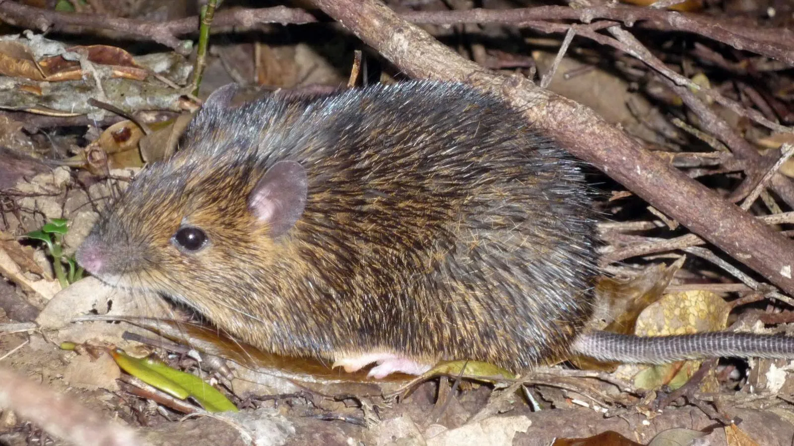 Le rat sans chromosome Y