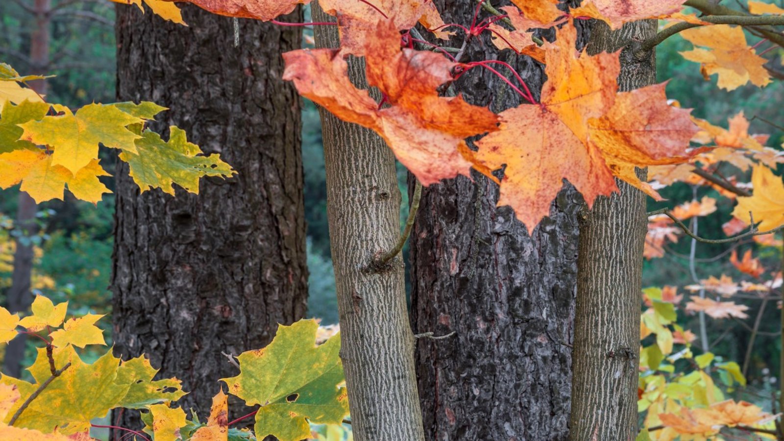 La souris qui change les forêts