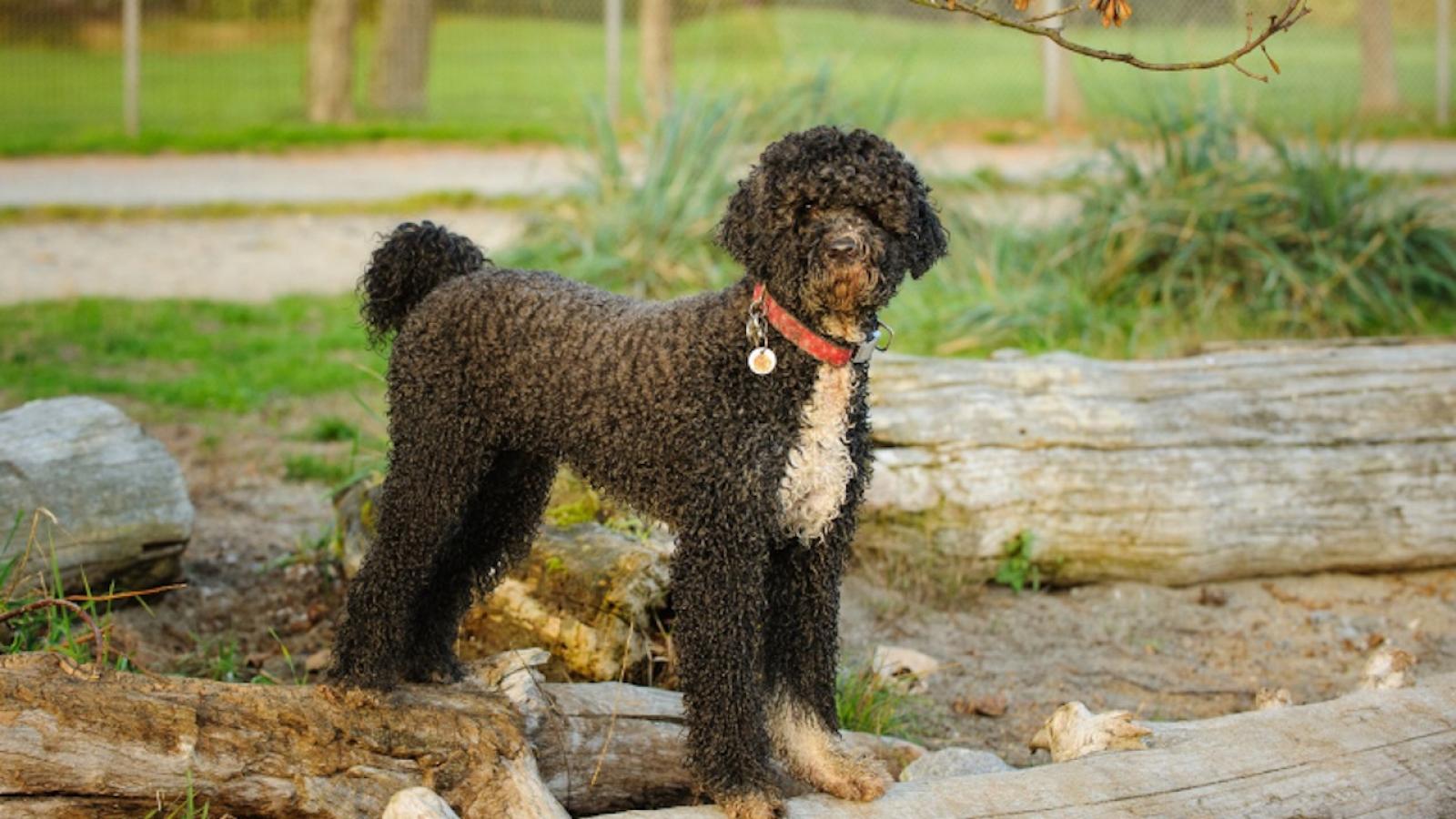 Des chiens totalement hypoallergéniques ? Faux