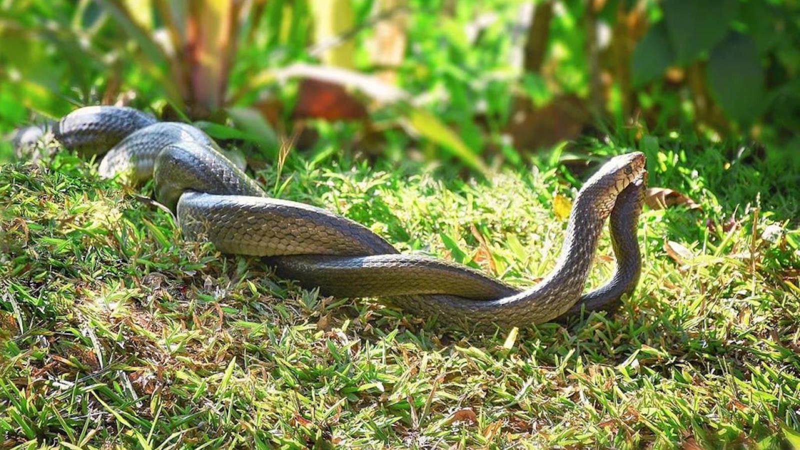 Surprenante découverte sur le(s) clitoris des serpents