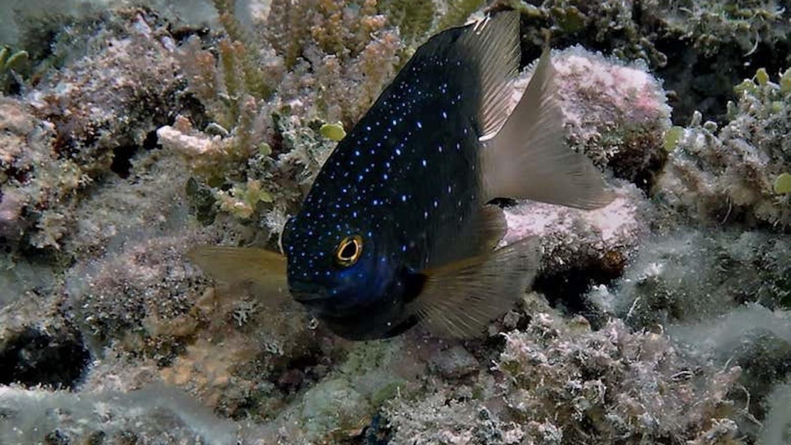 Les rats qui font fuir les poissons