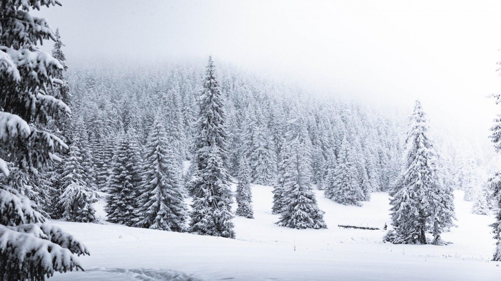 Un écosystème caché sous la neige