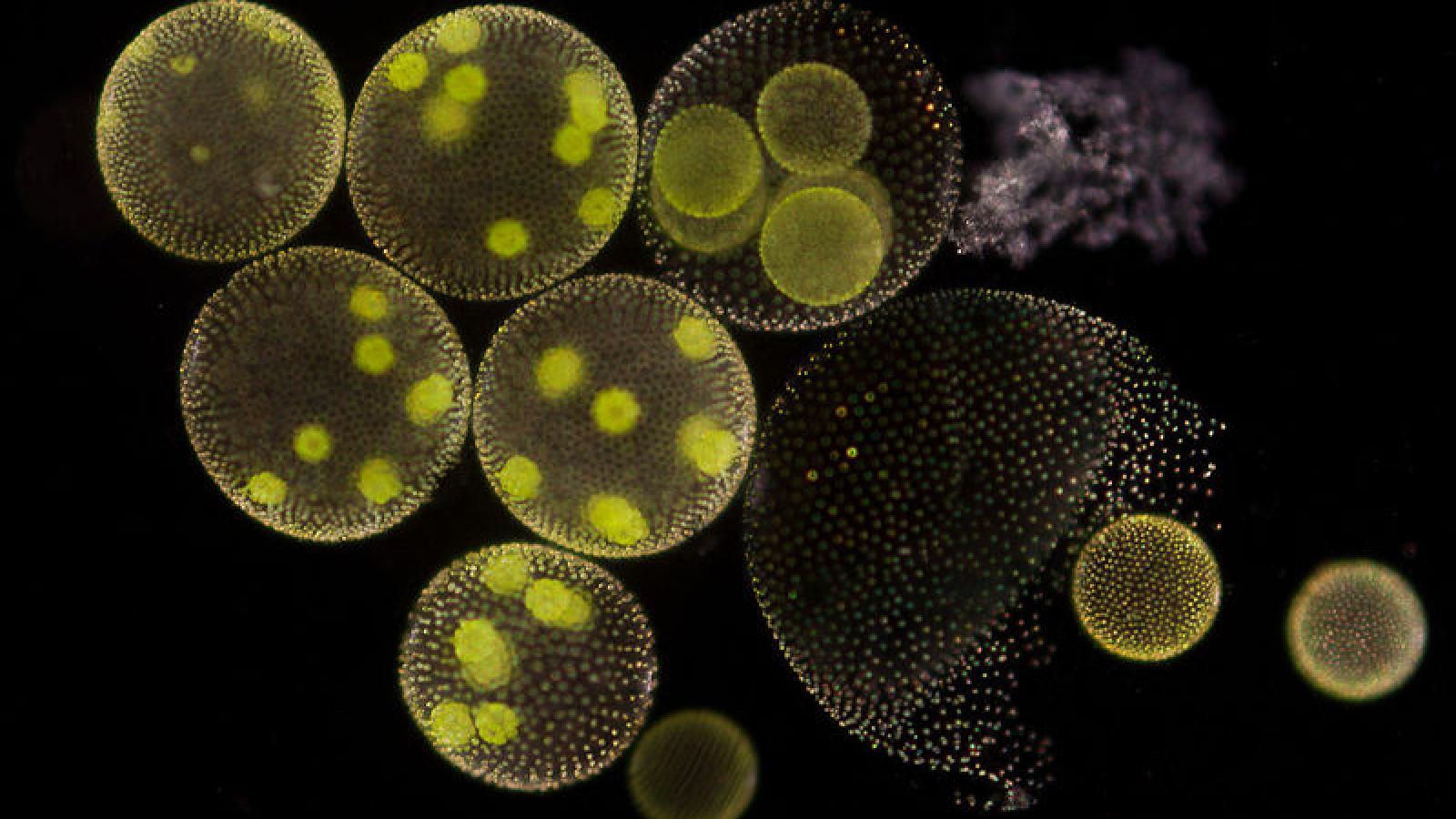 Evolution: le mystère du passage de l'unicellulaire au multicellulaire