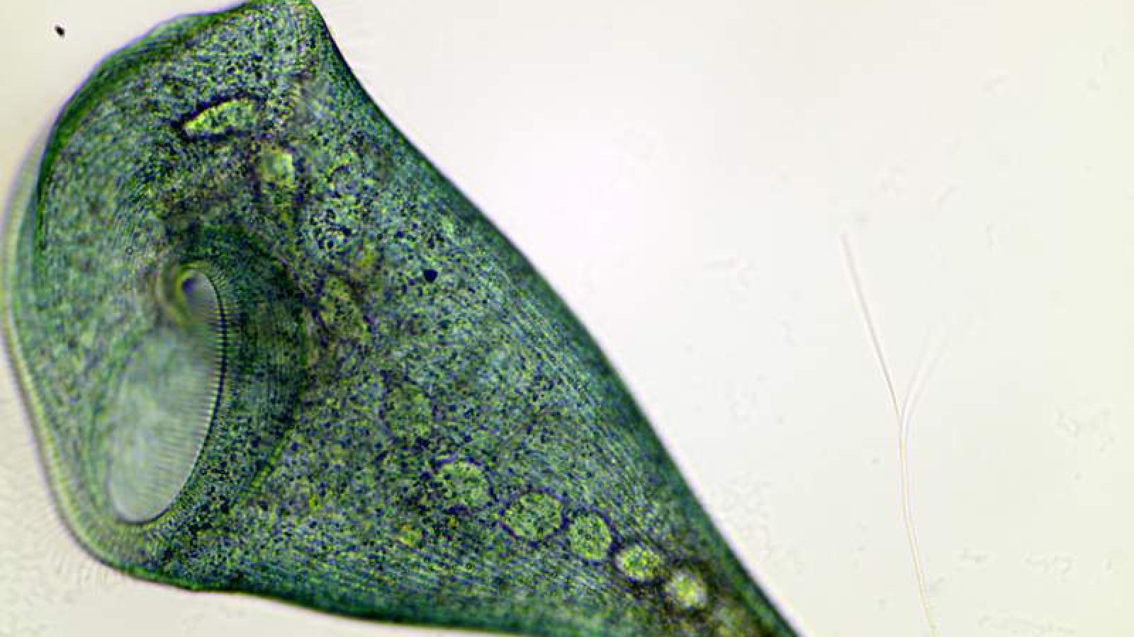 Alliance entre cellules: la réponse de l'apparition de la vie multicellulaire ?