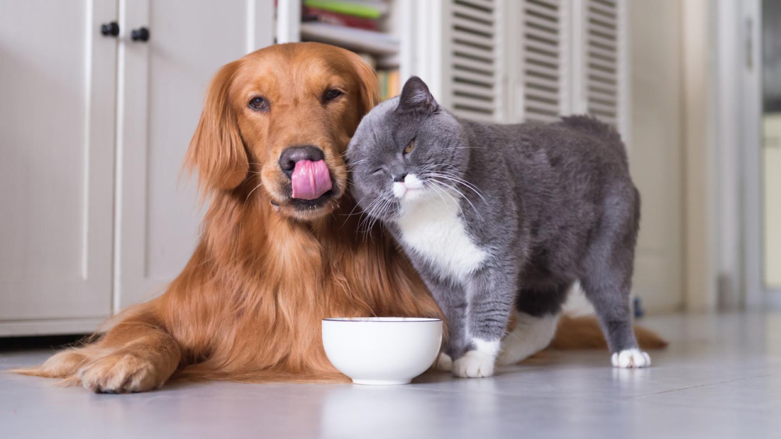 Une bonne idée, le végane pour chiens et chats ?