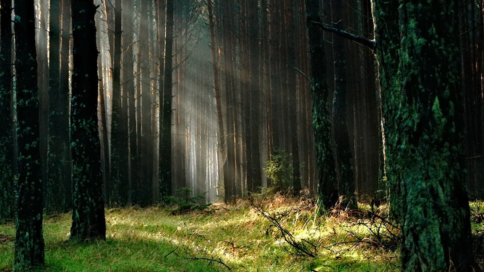 Un véritable réseau souterrain de champignons permettant aux arbres de communiquer ?