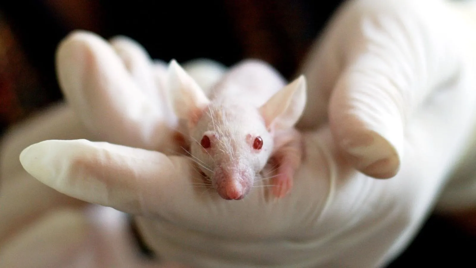 Une souris née de deux papas