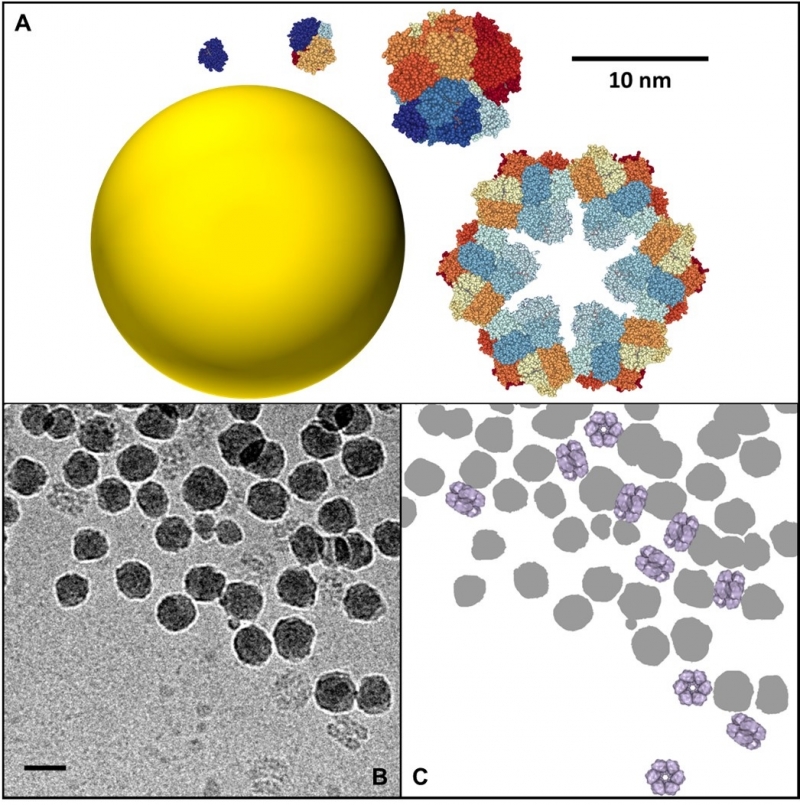 De l’importance de la taille des protéines dans les interactions protéines-nanoparticules