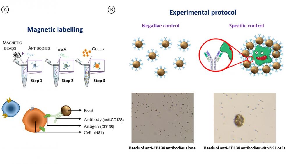Preuve de concept d’une biopuce