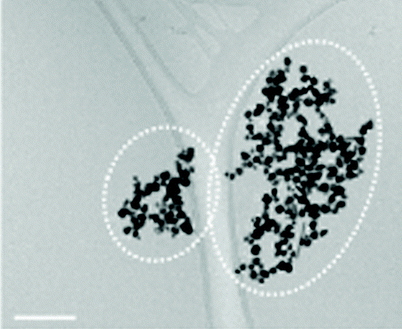 De nouveaux biocides « Safer-by-Design » à base d’assemblages de nanoparticules d’argent