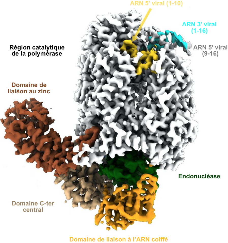 Structure d’une enzyme clef de la réplication d’un virus pathogène humain