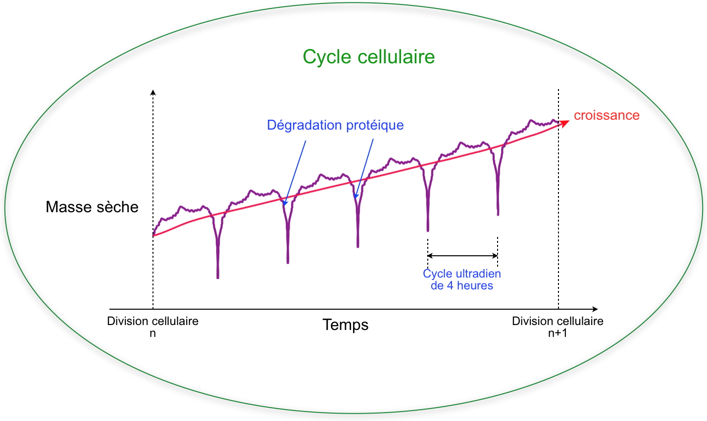Les chercheurs mettent en évidence d’un nouveau rythme biologique
