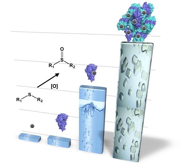 Conception d'enzymes artificielles cristallines