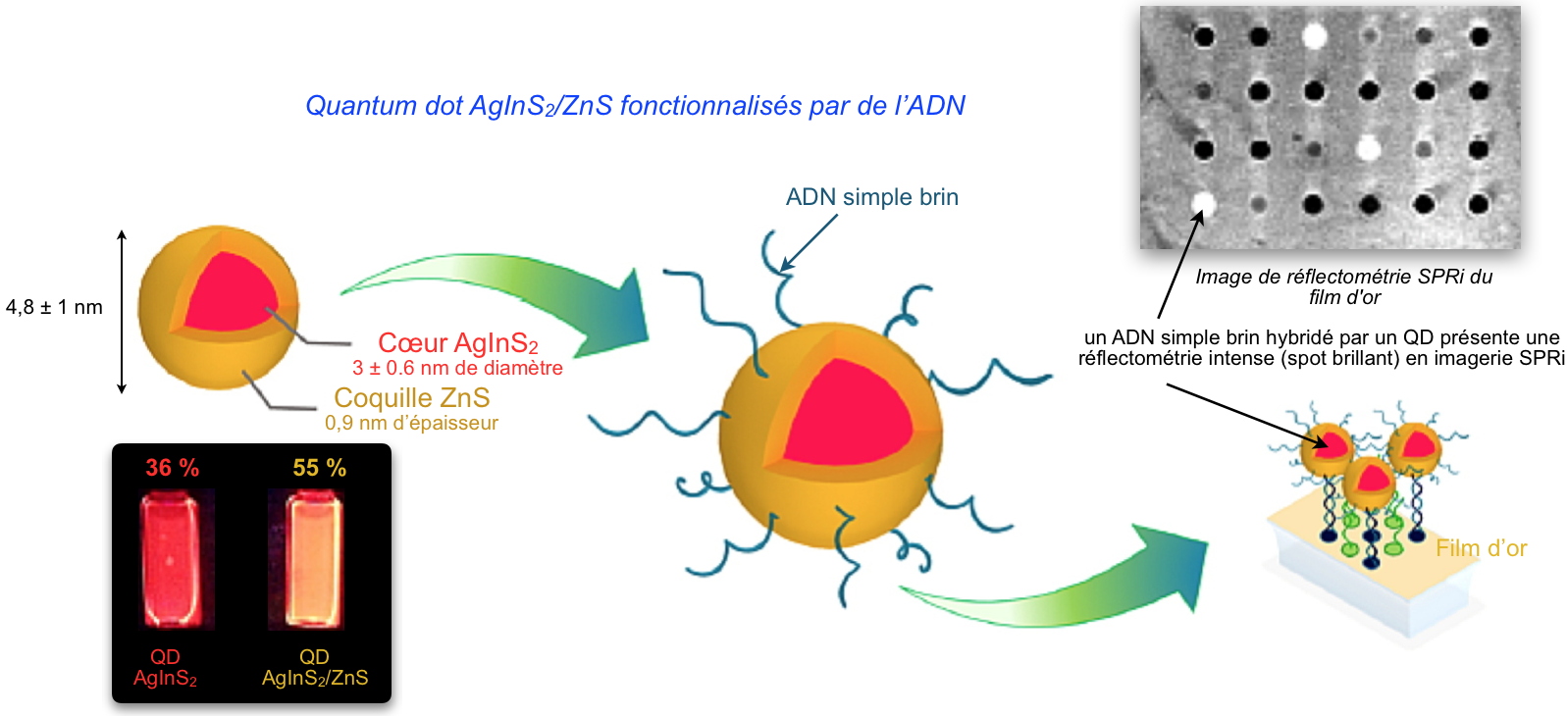 Vers des quantum dots biocompatibles fonctionnalisés avec de l’ADN et respectueux de l’environnement