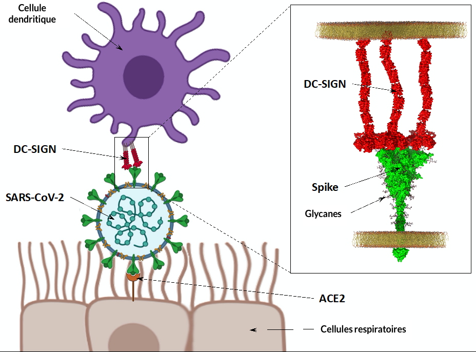 Covid-19: un nouveau mode de transmission impliquant les cellules immunitaires