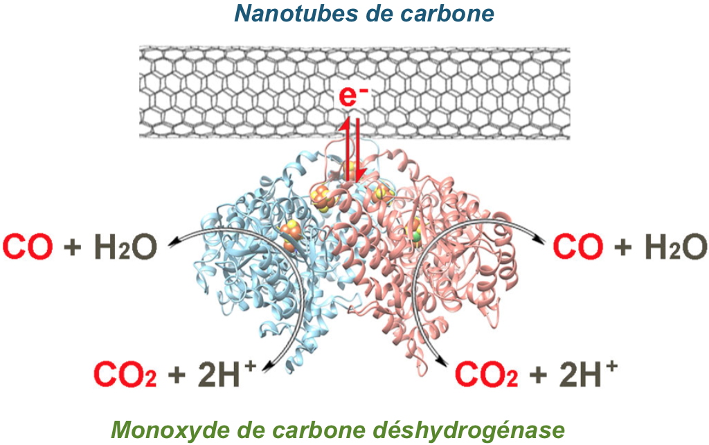 Un nouveau procédé enzymatique pour la réduction du CO2