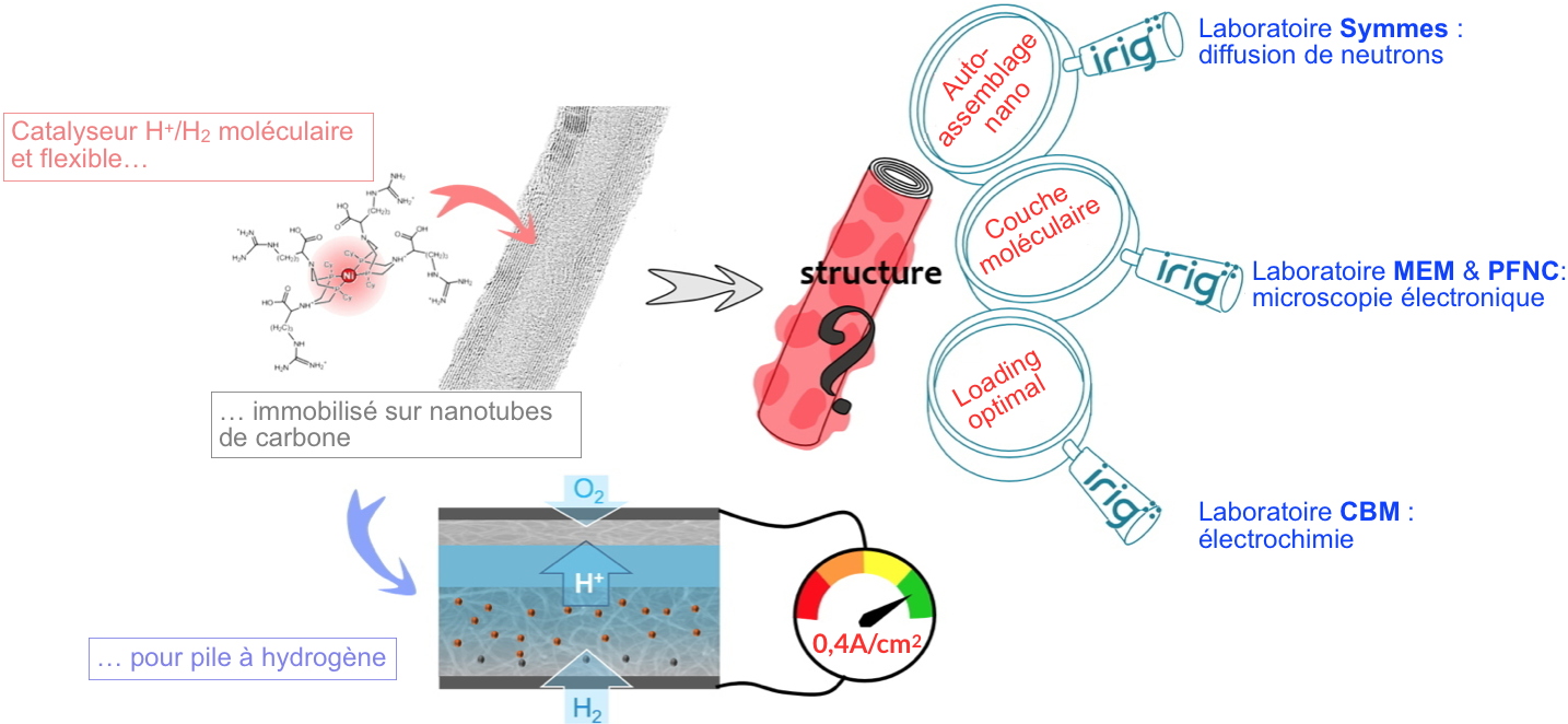 Un matériau nanocomposite bio-inspiré pour les piles à combustible à hydrogène