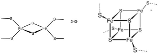 Mieux prédire l'activité d'enzymes Fe-S dans un organisme hôte procaryote non-natif