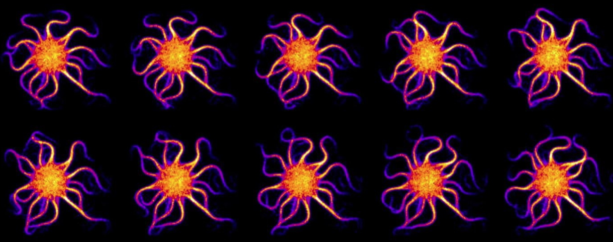 Spermatozoïdes: auto-assemblage moléculaire reproduisant le mouvement ondulatoire des flagelles