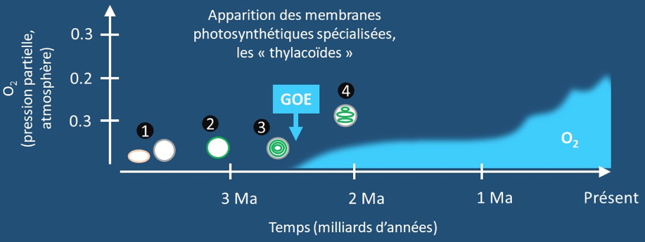 Une nouvelle théorie explique l’origine de l’oxygène dans l’atmosphère