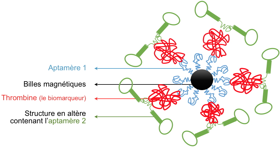 La lumière sur une nouvelle technique de détection de biomarqueurs
