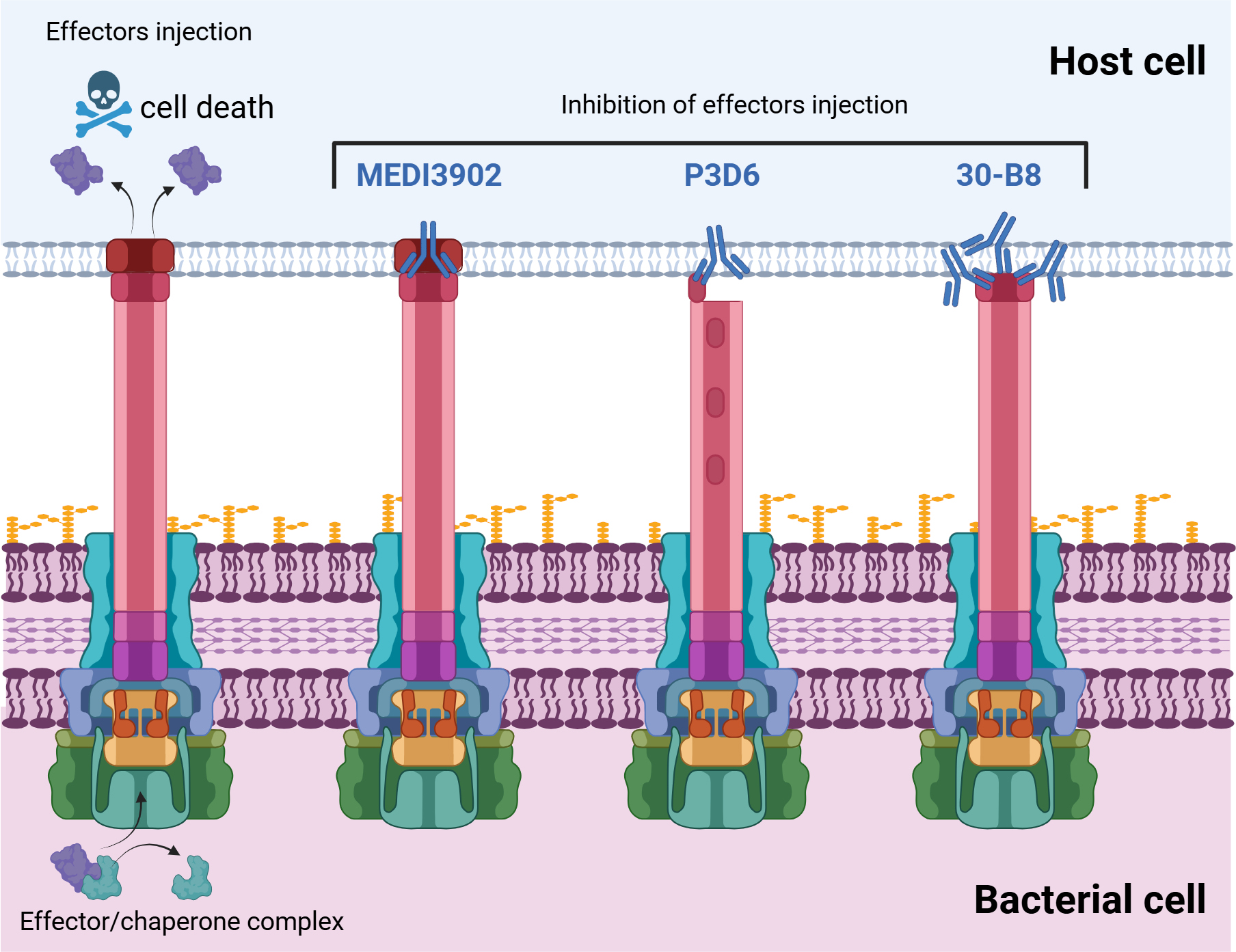 ⚕️ Anticorpos humanos para combater a resistência aos antibióticos