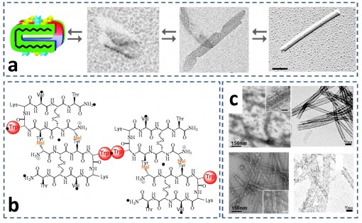 Nano-objets biomimétiques: vers la maîtrise des assemblages