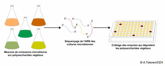 Découverte de nouveaux « cocktails enzymatiques » décomposant la biomasse végétale