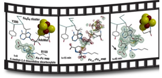 Une réaction de chimie radicalaire filmée dans une protéine