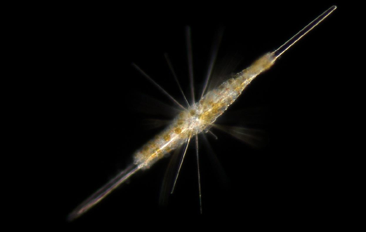 Les secrets intimes de la photosymbiose dans le plancton marin