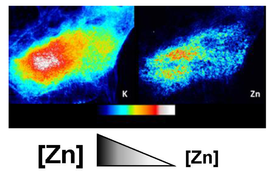Le rôle du zinc dans la formation du cortex cérébral