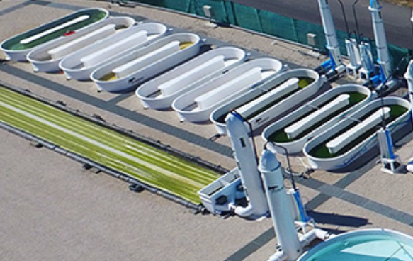 Du gasoil produit à partir d’un biobrut de microalgues