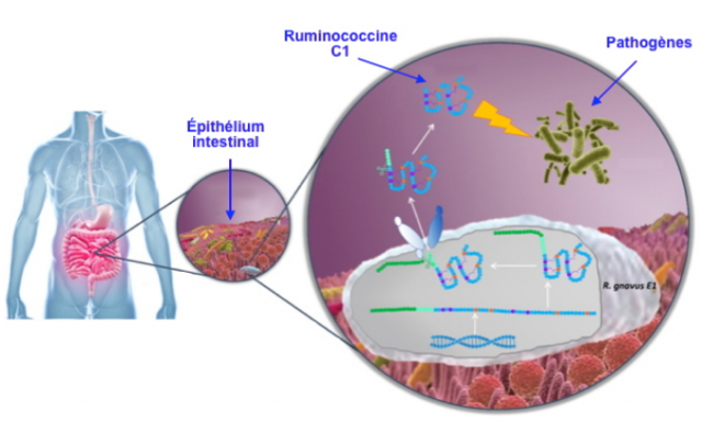Une nouvelle arme pour contrer la résistance aux antibiotiques