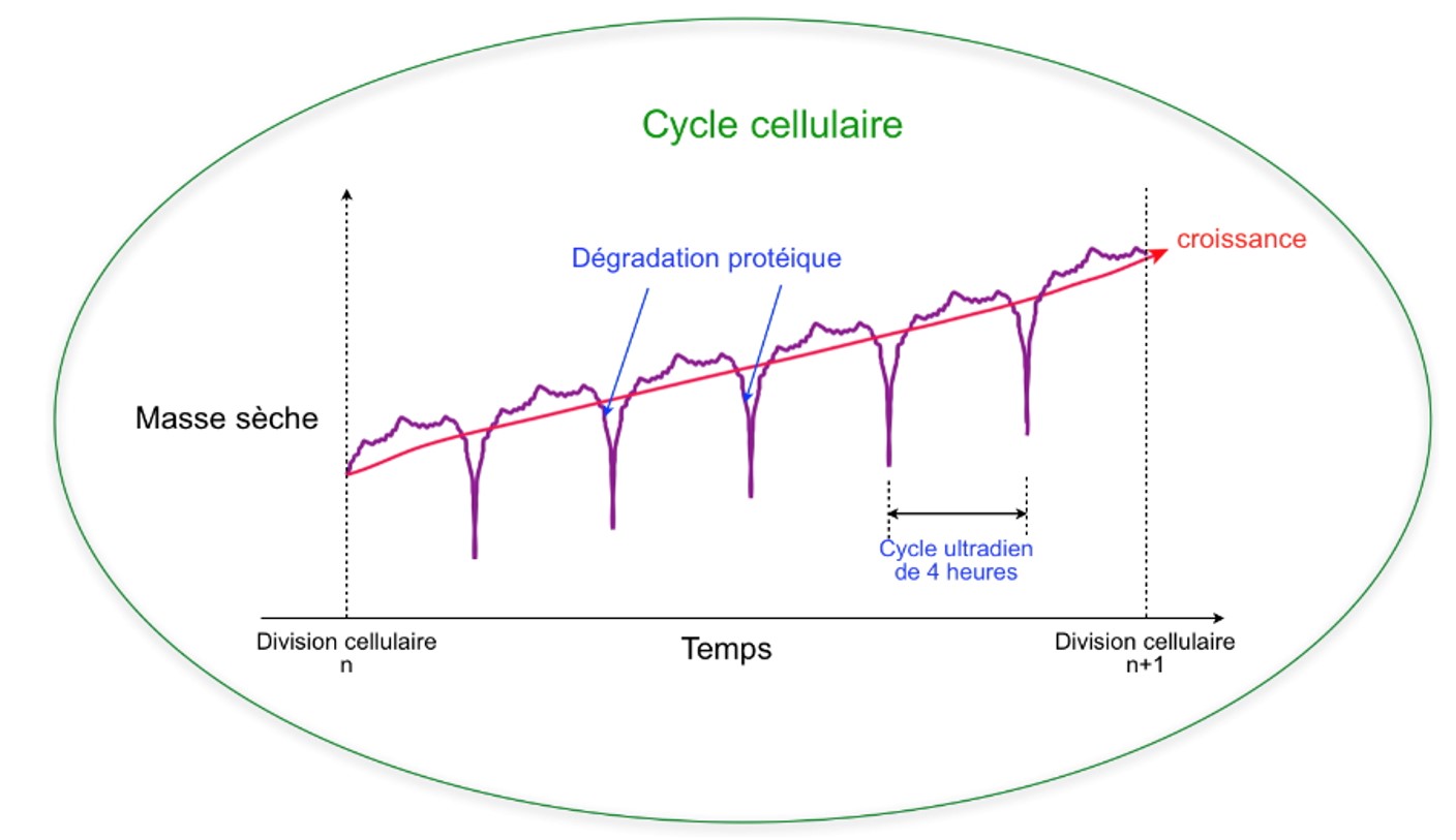 Un rythme biologique d'une durée de quatre heures !