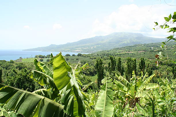 Chlordécone: quand l’herbicide libère le pesticide